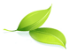 Photo of a leaf