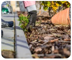 Une personne retire des plantes autour du périmètre de sa maison